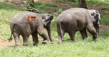 കോട്ടൂര്&zwj; ആന പുനഃരധിവാസ കേന്ദ്രത്തില്&zwj; ആനക്കുട്ടികളെ ബാധിച്ച്&zwnj; അതിതീവ്ര വൈറസ്