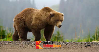 ചക്കപ്പഴവും തേനും; കെണിയില്&zwj; വീഴാതെ കരടി,കണ്ണിലെണ്ണയൊഴിച്ച് നാട്ടുകാരും