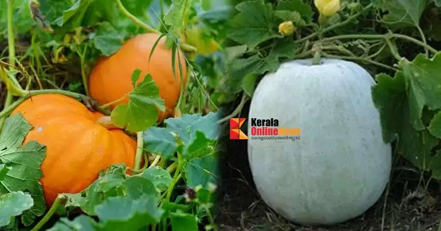 കർക്കിടകത്തിൽ കഴിക്കാം പത്തിലത്തോരൻ..