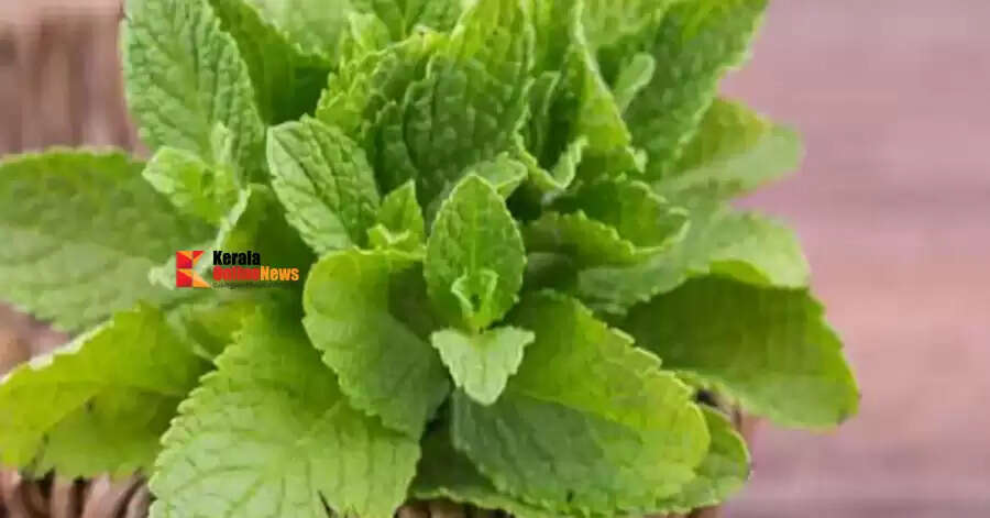 പല്ലു വേദന അലട്ടുന്നുണ്ടോ ? ചില വീട്ടുവൈദ്യങ്ങൾ ഇതാ…