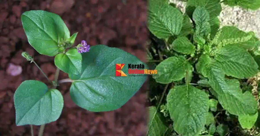 കർക്കിടകത്തിൽ കഴിക്കാം പത്തിലത്തോരൻ..