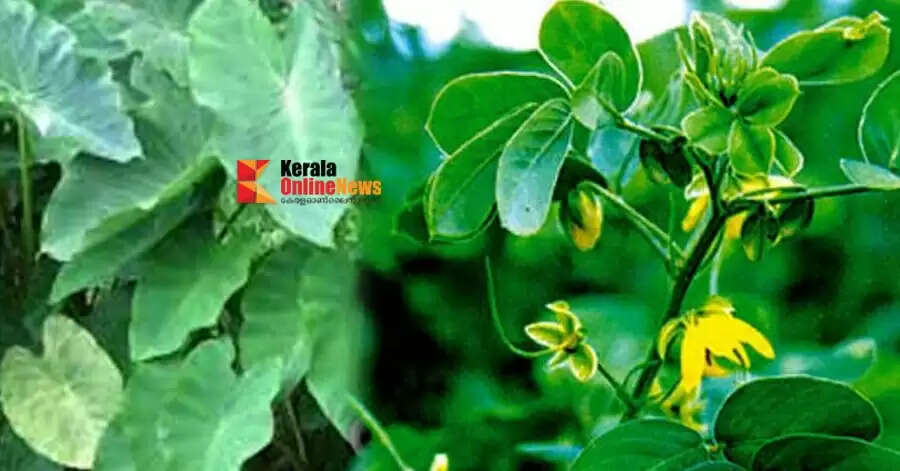 കർക്കിടകത്തിൽ കഴിക്കാം പത്തിലത്തോരൻ..