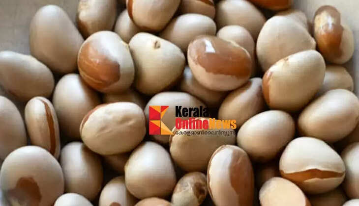 കളയല്ലേ ചക്കക്കുരു: ഗുണങ്ങൾ ഏറെയാണ്