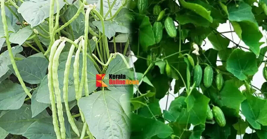 കർക്കിടകത്തിൽ കഴിക്കാം പത്തിലത്തോരൻ..