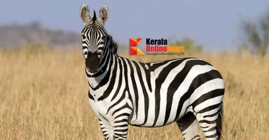നിങ്ങളുടെ ഇഷ്ട്ട നിറം വെള്ളയോ അതോ കറുപ്പോ ആണോ..??