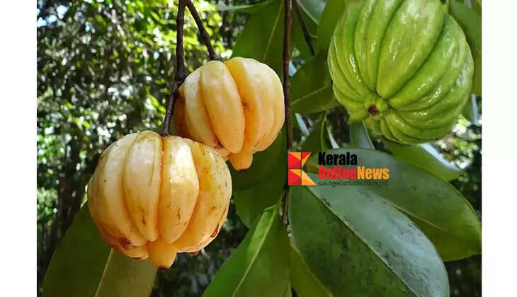 കൊളസ്ട്രോളിനെ തുരത്തും; ഇലയും തടിയുംവരെ മരുന്ന്; കുടംപുളി ചില്ലറക്കാരനല്ല