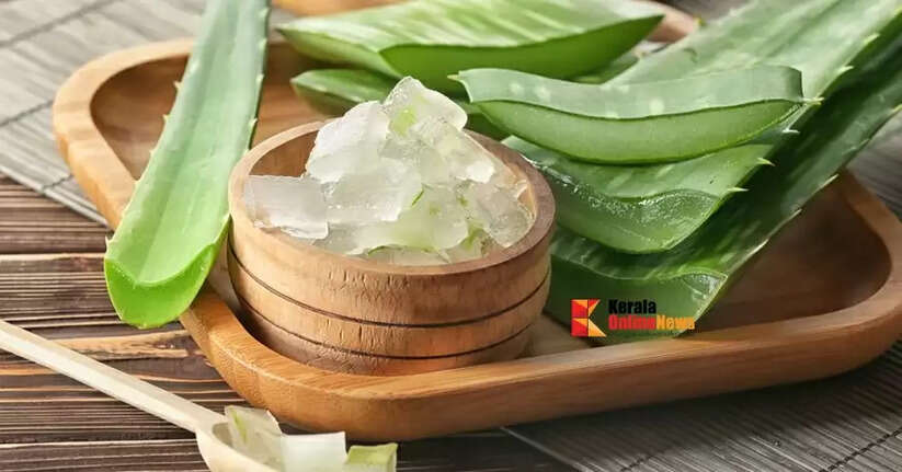 കറ്റാർവാഴ ദിവസവും മുഖത്ത് പുരട്ടിയാൽ ഗുണങ്ങൾ നിരവധി