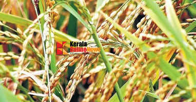 നെല്ല് സംഭരണം: ആരാധനാലയങ്ങളുടെ ഹാളുകള്&zwj; ഏറ്റെടുക്കും