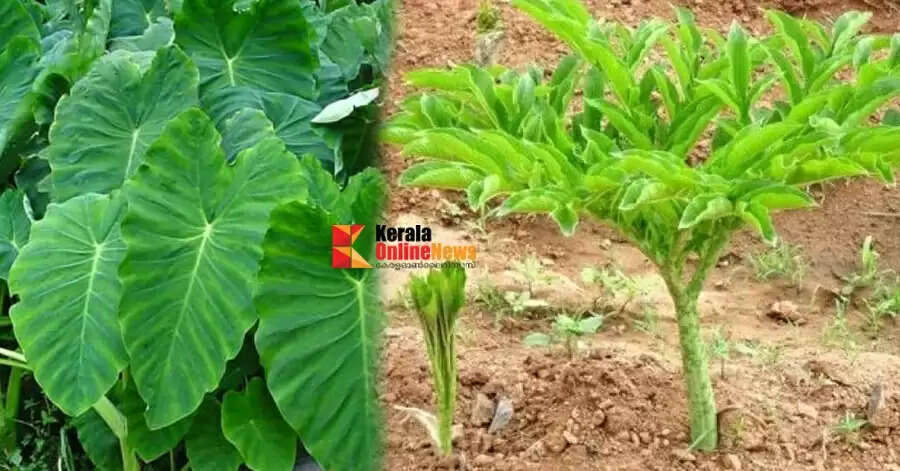 കർക്കിടകത്തിൽ കഴിക്കാം പത്തിലത്തോരൻ..