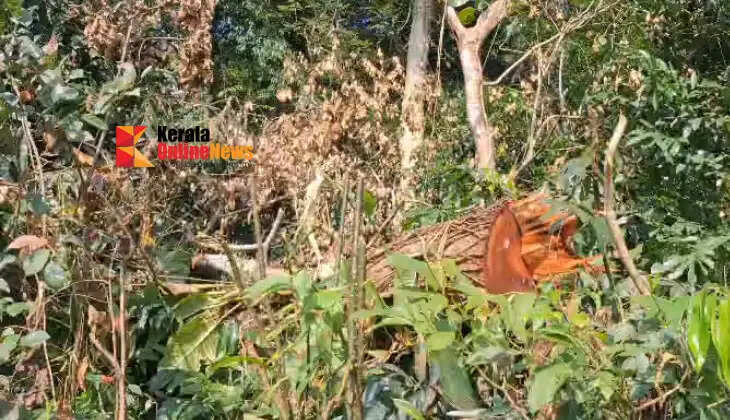 In Thiruvalla, a tree worth lakhs was felled under the guise of a 'touching cut' (a minor trimming); the owner only learned of it when timber merchants arrived at the house inquiring if there was a tree available for sale.