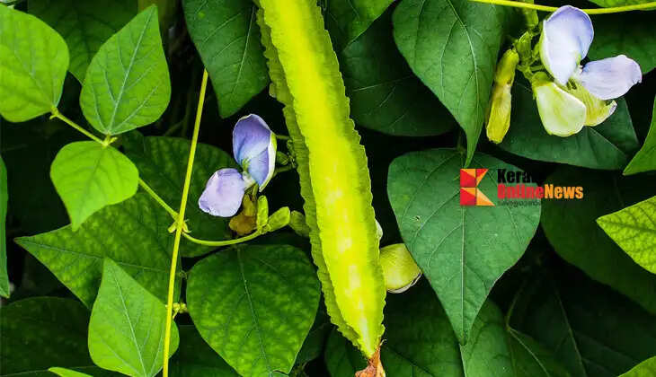 Winged bean cultivation requires only a small trellis; it can be tried in the yard or in grow bags.