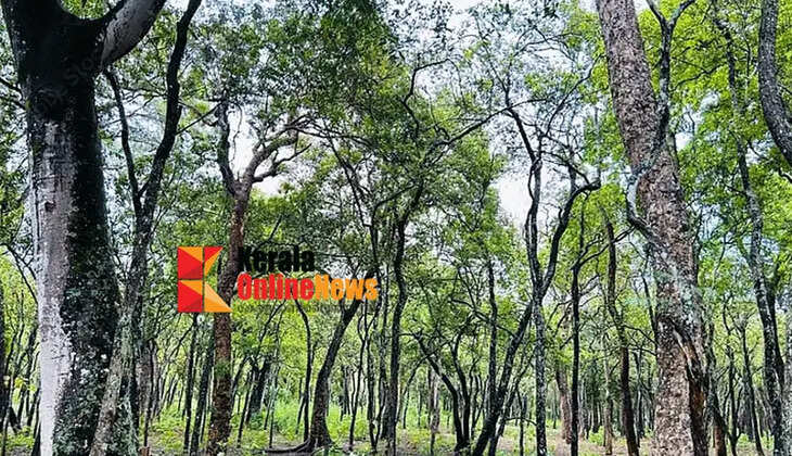Massive sandalwood theft in Kollangode again; More than nine trees cut down, forest department registers case