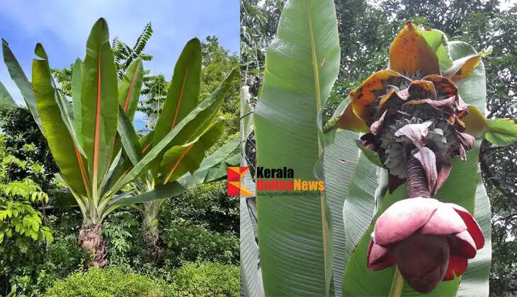 Kalluvazha, the king of medicinal properties