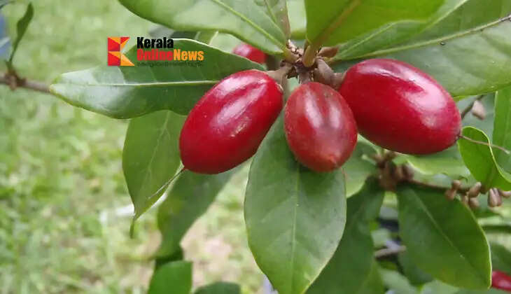 Miracle Fruit; Just like its name suggests, it is a miracle fruit!
