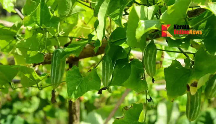 How to earn income from kovaykka farming?