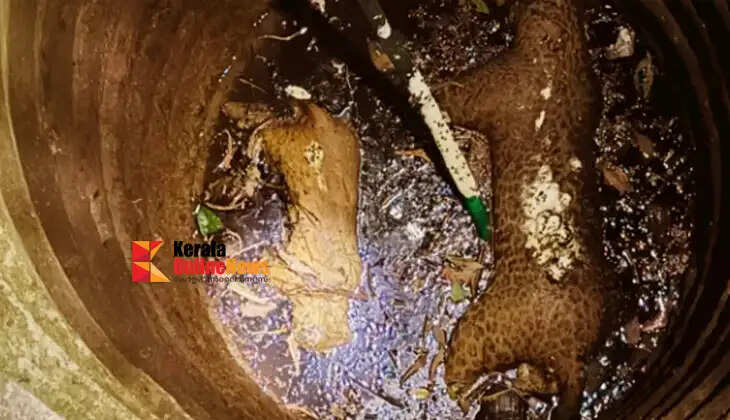 Bodies of leopard and wild boar found in well in Kozhikode