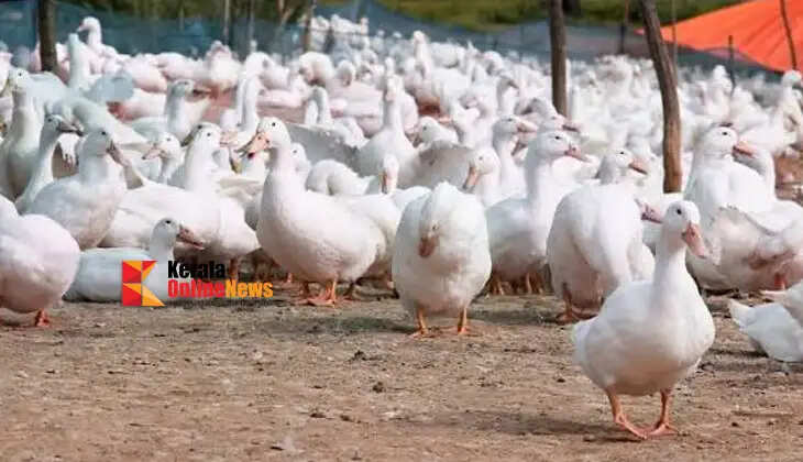 Excellent returns at low cost: Duck farming is a profitable venture for farmers.