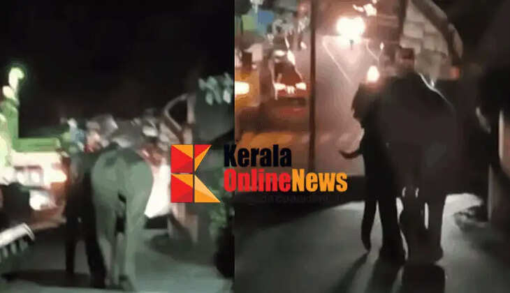 Wild elephant spreads terror in Munnar police station premises; area in fear again