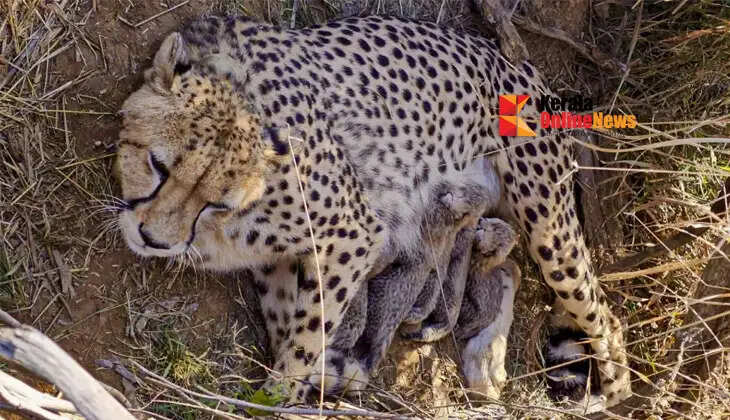 'Jwala' gives birth to five cubs in Kuno Park, Madhya Pradesh