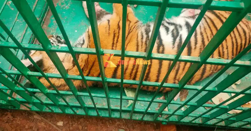 The tiger that terrorized the residents of Atakam for more than two weeks has been captured The tiger died while under the surveillance of the forest department