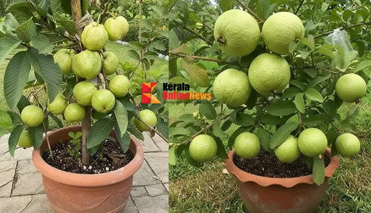No field? These guava varieties can grow in pots too