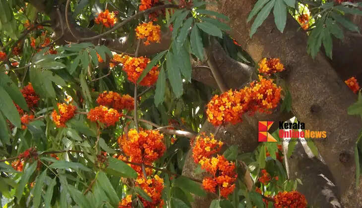 how to take care of it to increase luck and wealth