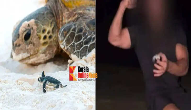 turtle