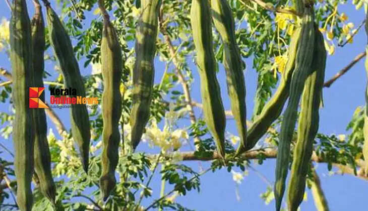 muringa