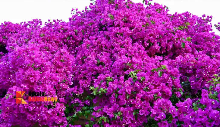 bougainvillea 