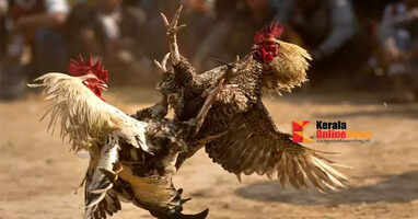 Madras High Court rejects Madurai native's plea that cockfighting cannot be given cultural status