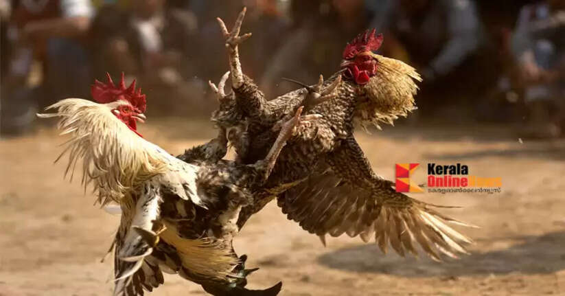 Madras High Court rejects Madurai native's plea that cockfighting cannot be given cultural status