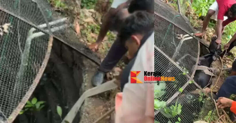 A calf fell into a well, and a 68-year-old man who went after it to save it also got stuck; Thiruvalla Fire Department saved both of them