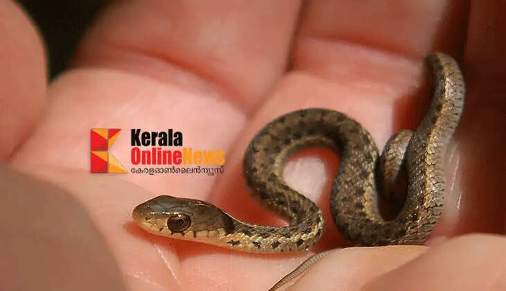 Guest worker bitten by baby snake in pocket; admitted to hospital