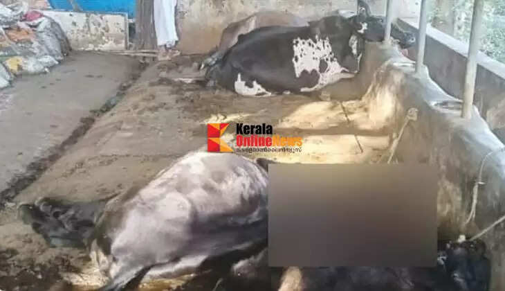 Four cows were killed by an unknown creature in Barapole, Kannur: Suspected to be a tiger, locals are in fear