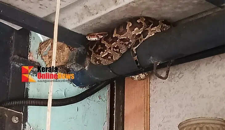 Huge python found at a general merchandise shop on Muzhappilangad beach