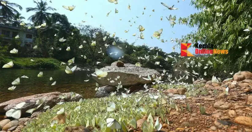 Aralam Wildlife Sanctuary to be made the state's first butterfly and wildlife sanctuary