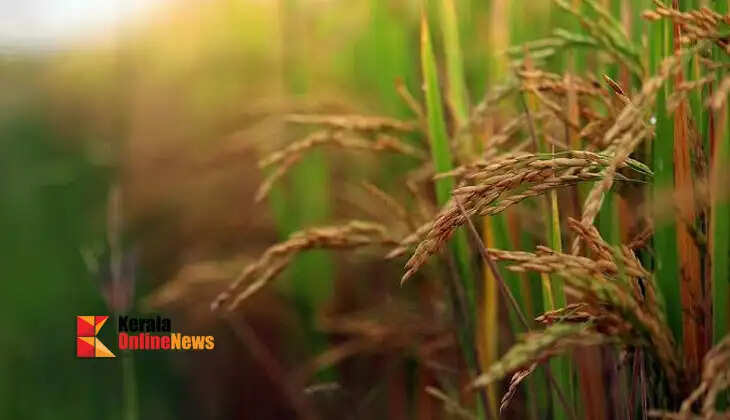 Rain-fed Paddy Cultivation: Understanding Farming Methods and Income Potential