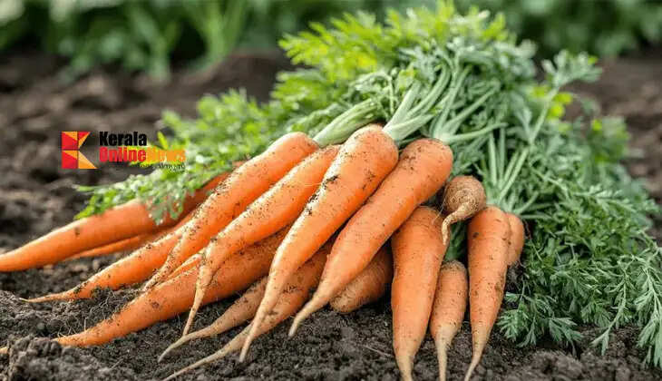 Carrot cultivation in Kerala; It can be successfully grown in plain areas too, here are some things to keep in mind