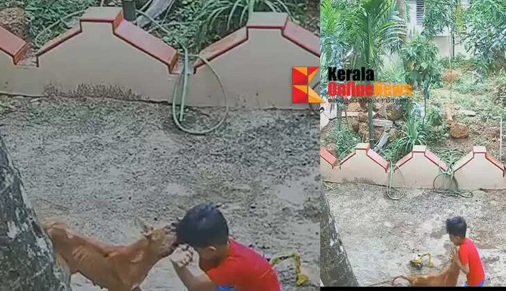 A four-year-old boy was bitten by a stray dog ​​while playing in his backyard in Kannur.