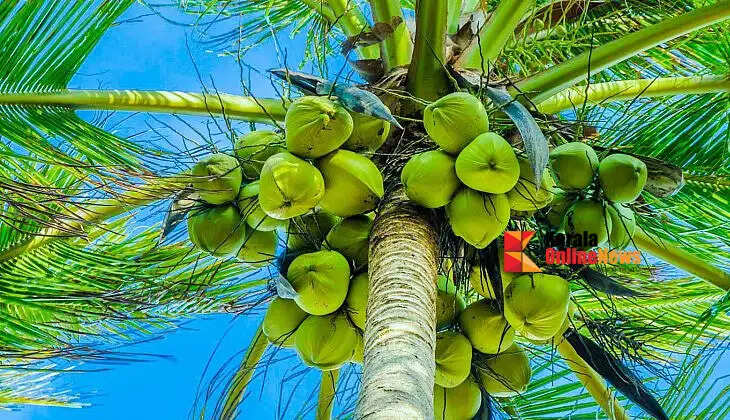 What should you do to get a full coconut tree? These care methods will increase the yield