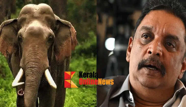 officials arrived and chased the elephant away