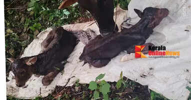 Locals are intrigued by the birth of twins by a cow in Thillankeri.