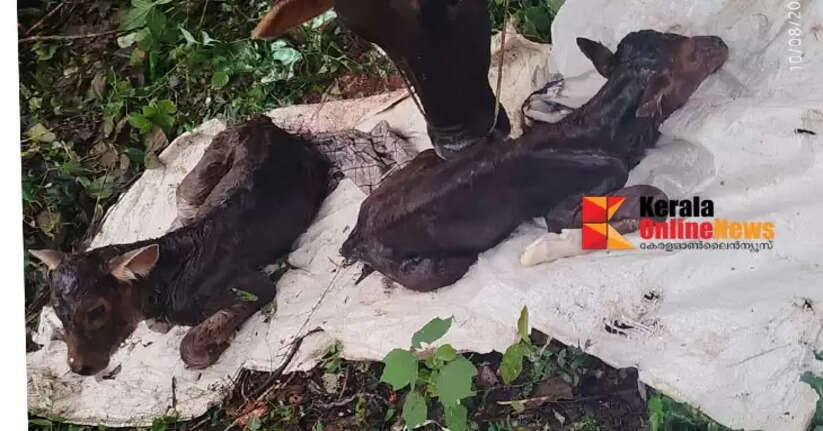 Locals are intrigued by the birth of twins by a cow in Thillankeri.