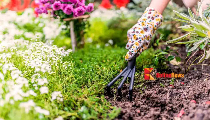 Pay attention to gardening during the monsoon; protect plants from diseases.