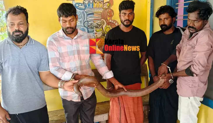 Five people arrested with two-headed muri in Payyannur; The arrest was made under the leadership of Taliparamba Range Forest Officer Sanoop Krishnan