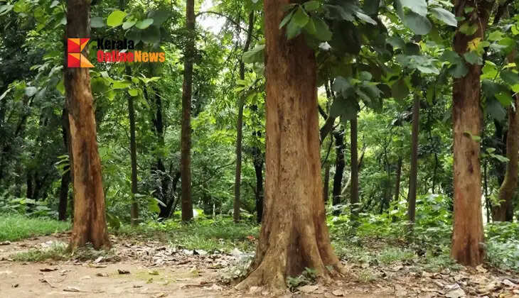 Teak cultivation for better returns; This is the scientific farming method