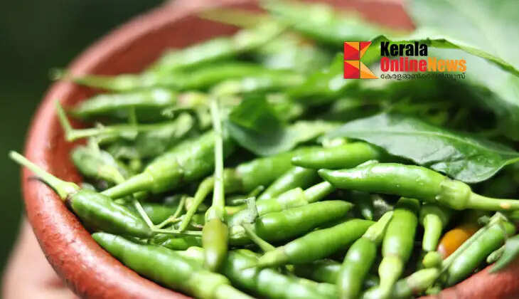 Even without a fridge, green chillies will no longer spoil.