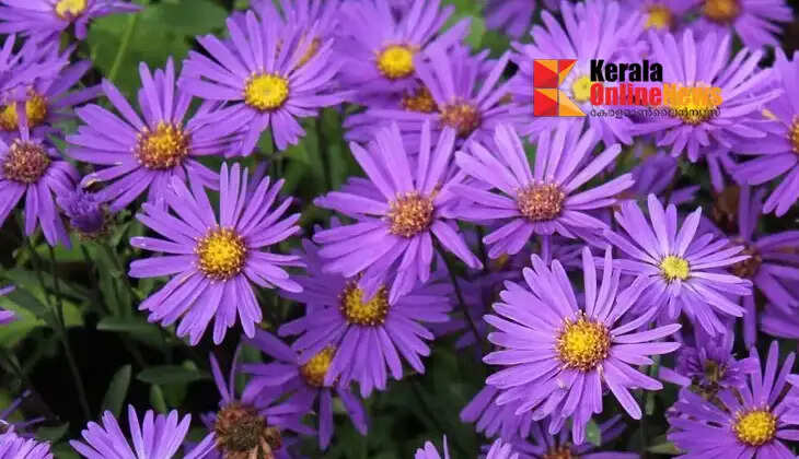 Aster plants can be grown to beautify your garden with color.