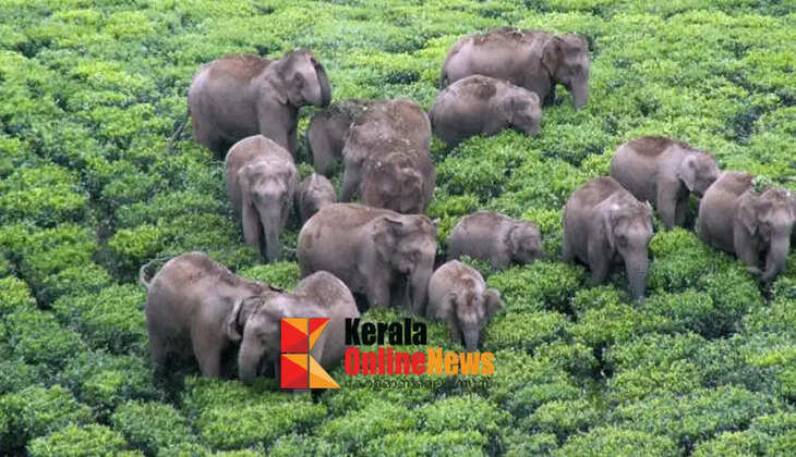 Do not go out from 6 pm to 6 am; Idukki District Collector issues alert in case of wild elephant attack
