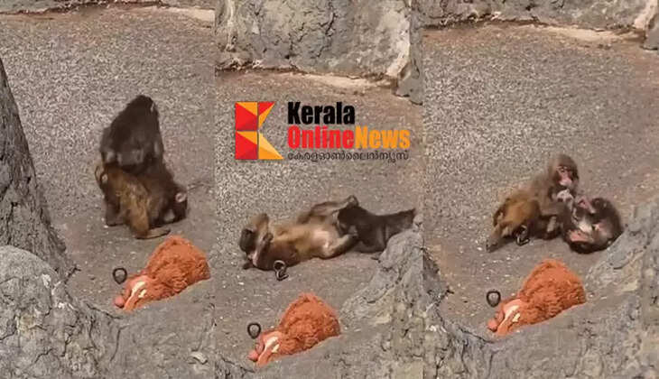 'Punch is no longer alone'..! Video of him playing with his girlfriend goes viral